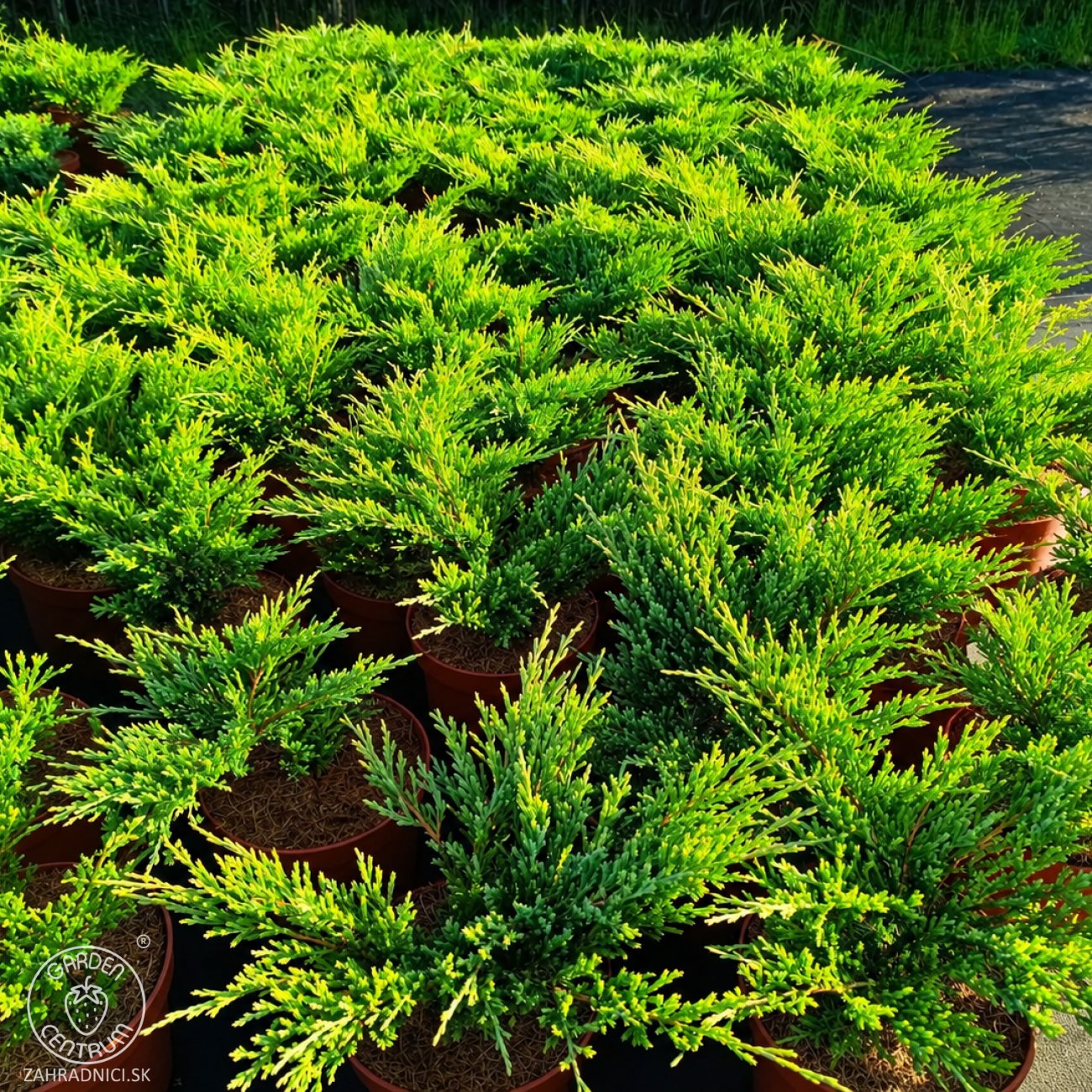 Obrázok Borievka plazivá (Juniperus horizontalis) ‘ANDORRA COMPACT’ – výška 20-30 cm, ⌀ 20-30 cm, kont. C3L